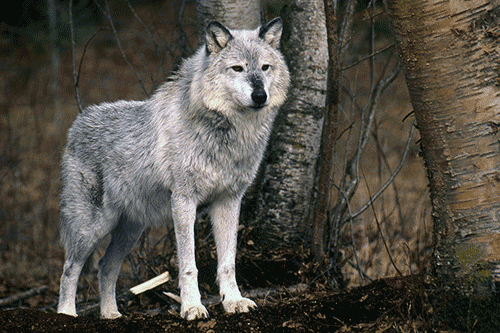 A grey wolf stands watch in a Montana forest in this view from February of 1998.