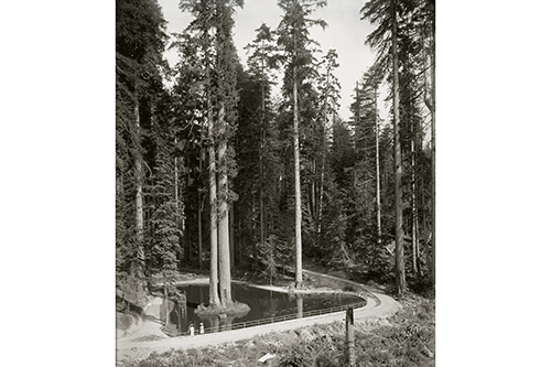 Sequoia Park near Eureka, California in 1907